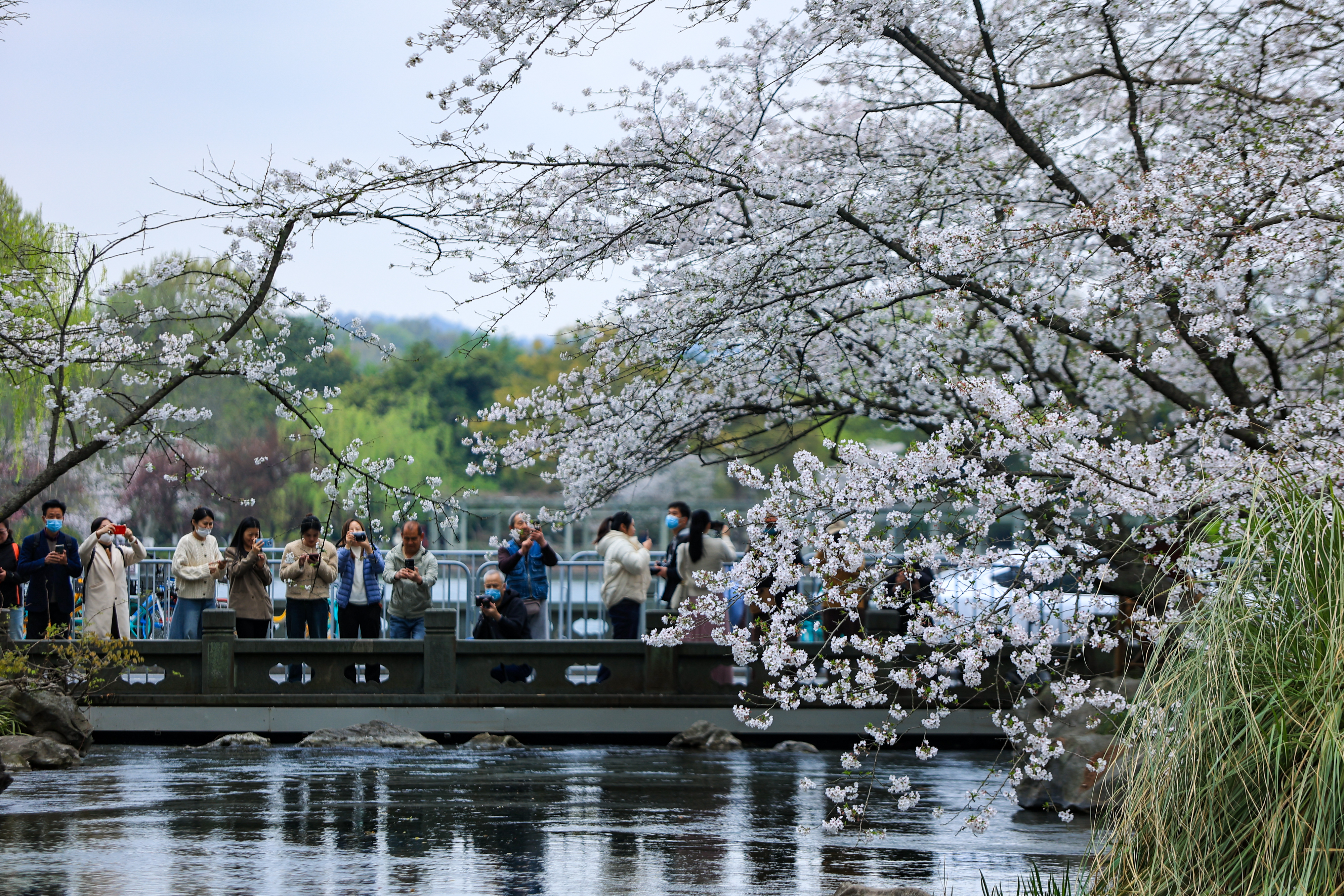 Visitors take photos of blooming cherry blossoms at Taiziwan Park in Hangzhou, Zhejiang Province on March 26, 2024. /IC