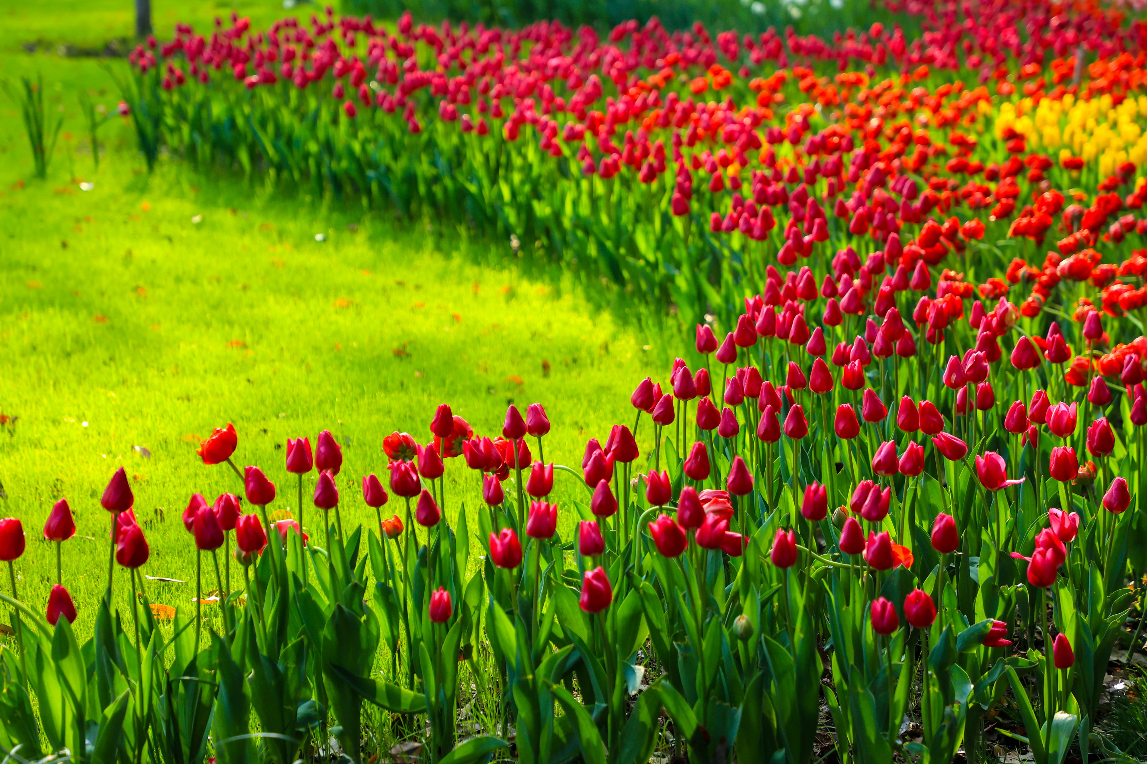Tulips blooming in different colors are seen at Taiziwan Park in Hangzhou, Zhejiang Province on March 26, 2024. /IC