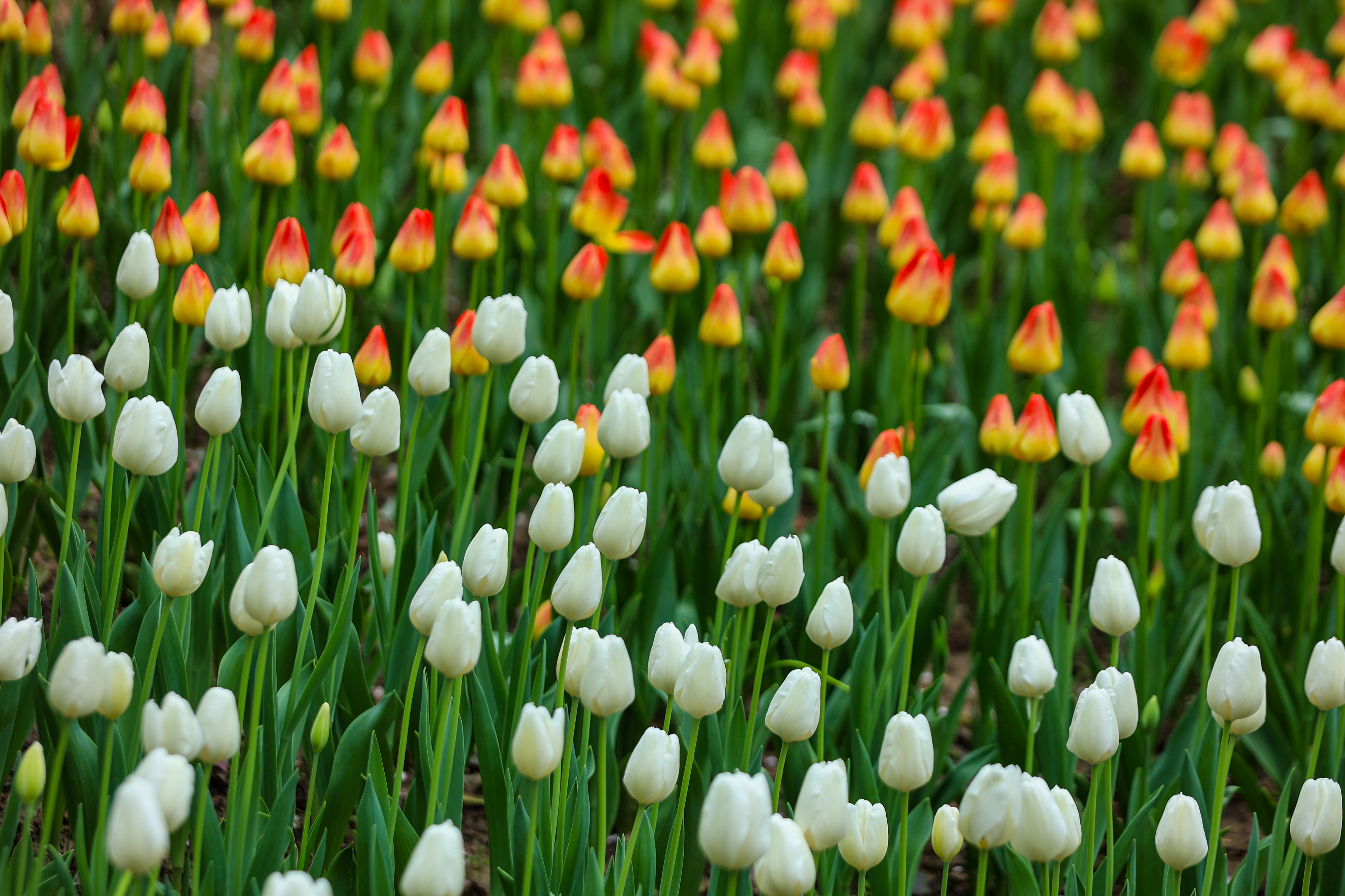 Blooming tulips are pictured at Taiziwan Park in Hangzhou, Zhejiang Province on March 26, 2024. /IC