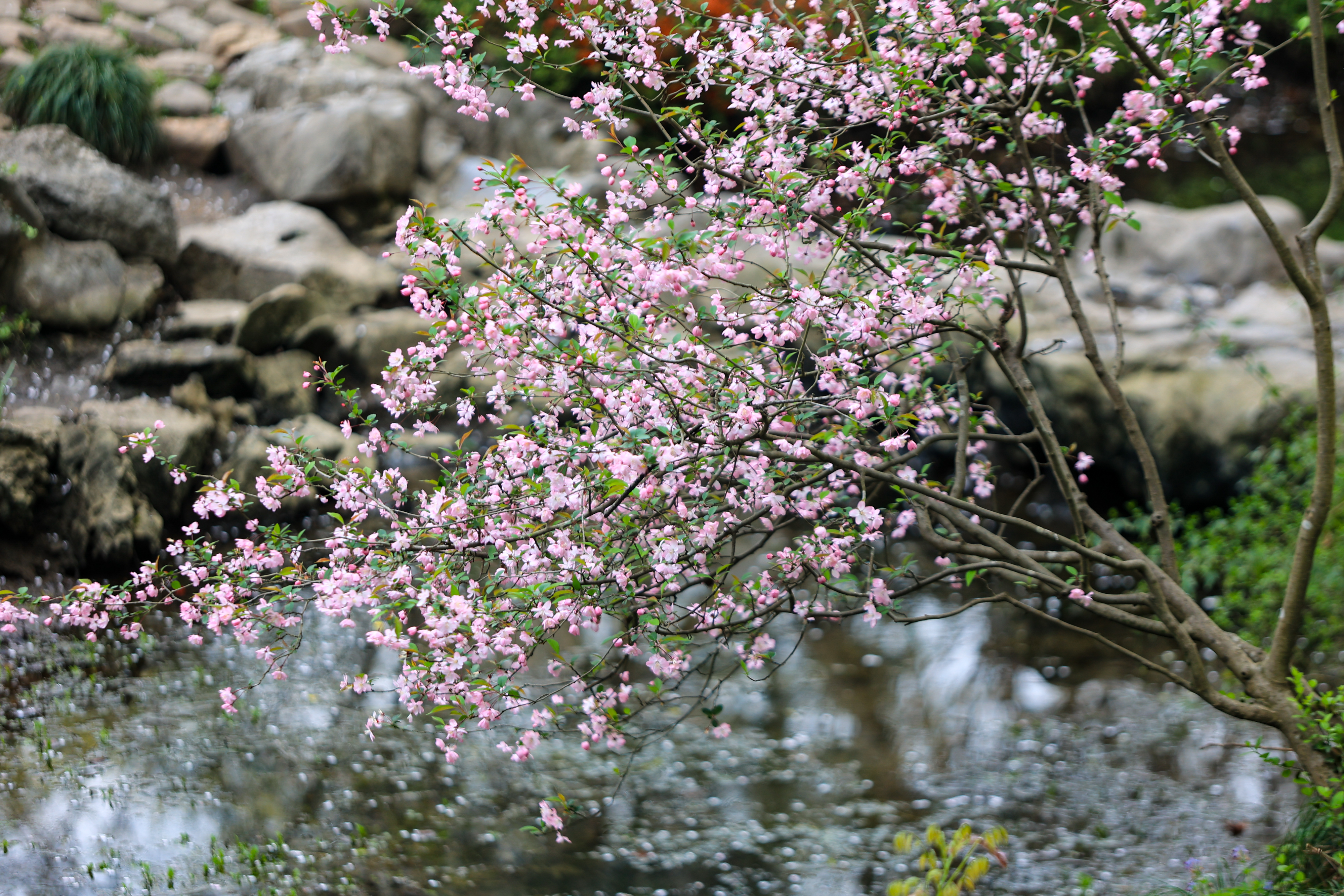 A cherry blossom tree near water comes into bloom at Taiziwan Park in Hangzhou, Zhejiang Province on March 26, 2024. /IC