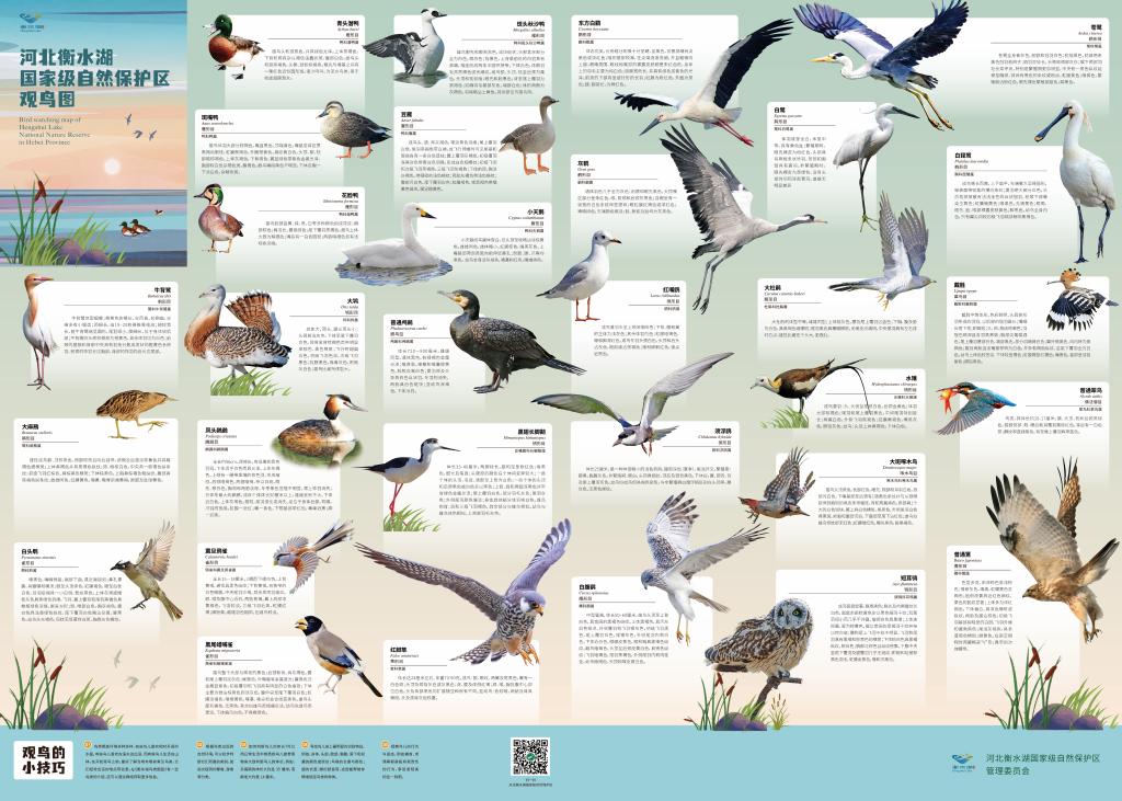 A bird-watching map of Hengshui Lake National Nature Reserve presents diverse characteristics of birds recorded at the reserve, including the endangered oriental stork and the critically endangered Baer's pochard.