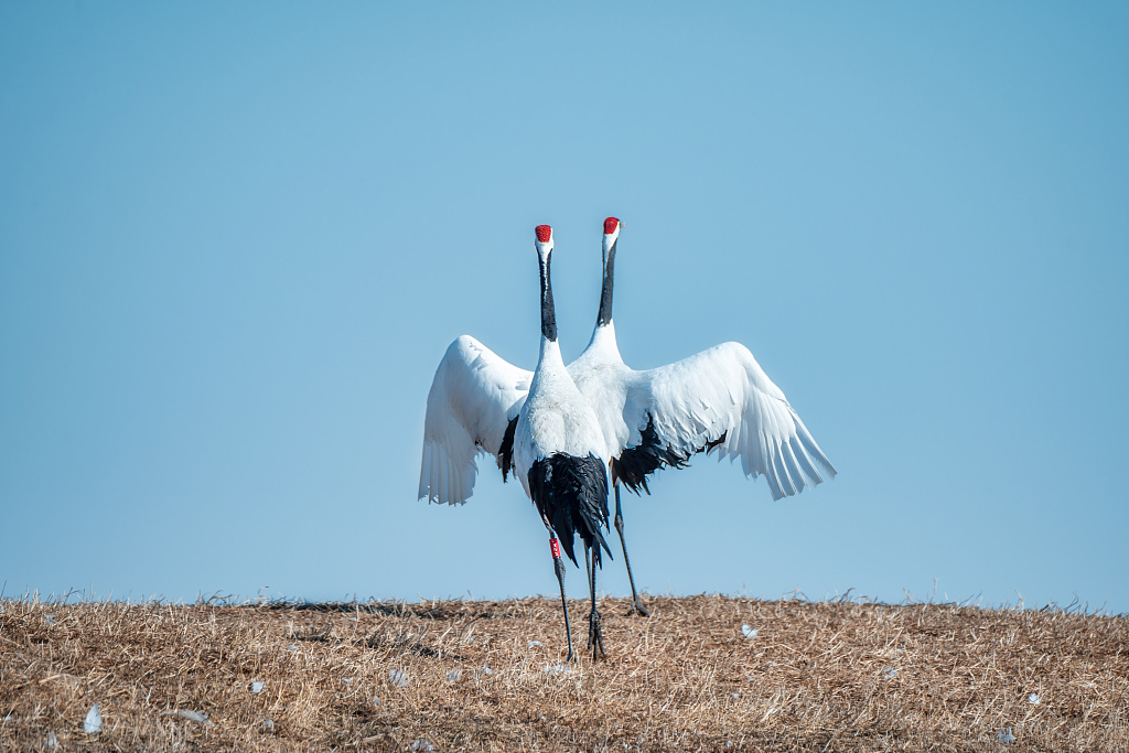 Red-crowned cranes are spotted in the Zhalong National Nature Reserve in Heilongjiang Province on March 22, 2024. /CFP