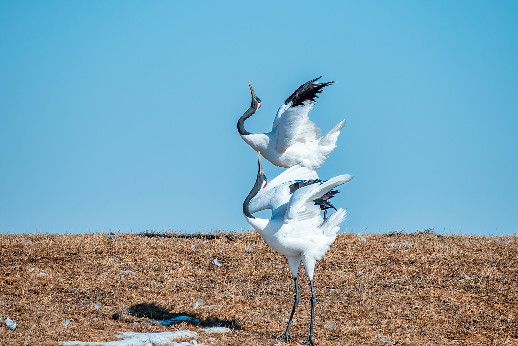 Red-crowned cranes are spotted in the Zhalong National Nature Reserve in Heilongjiang Province on March 22, 2024. /CFP