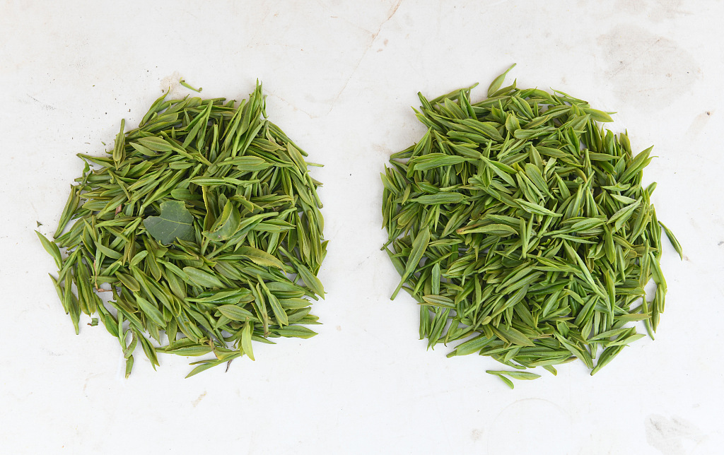 Tea leaves picked by the robot (left) verses those handpicked by workers (right). /CFP