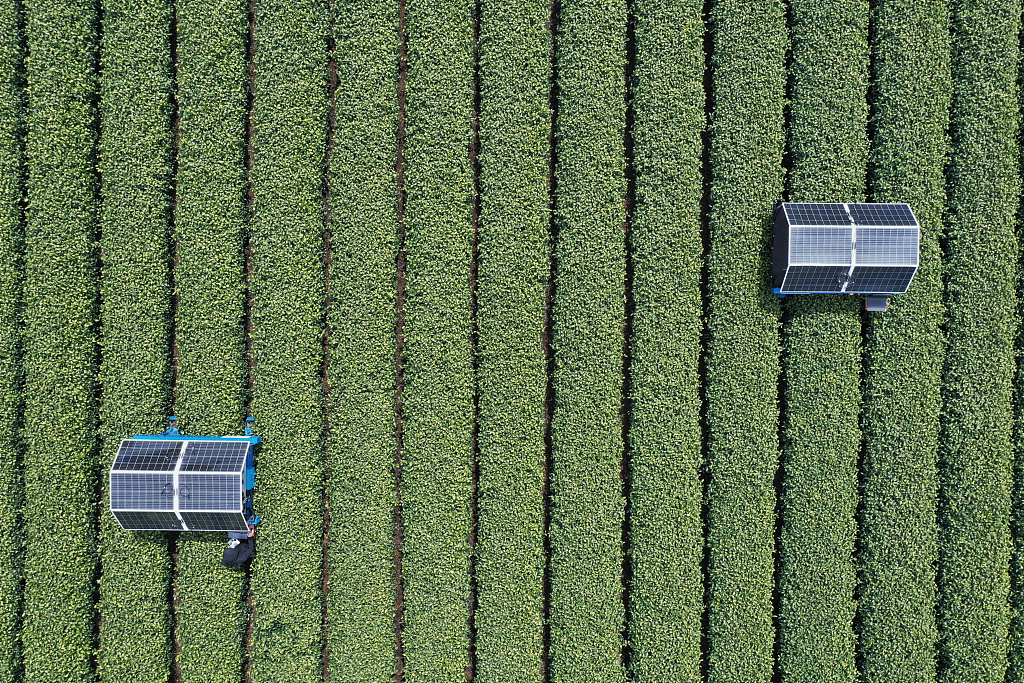Tea-picking robots work in tea fields on March 26, 2024. /CFP