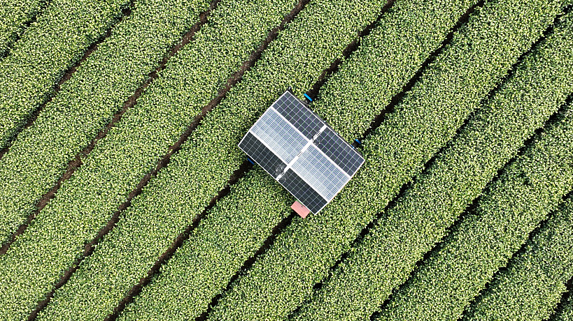 Robots help to harvest tea in Hangzhou