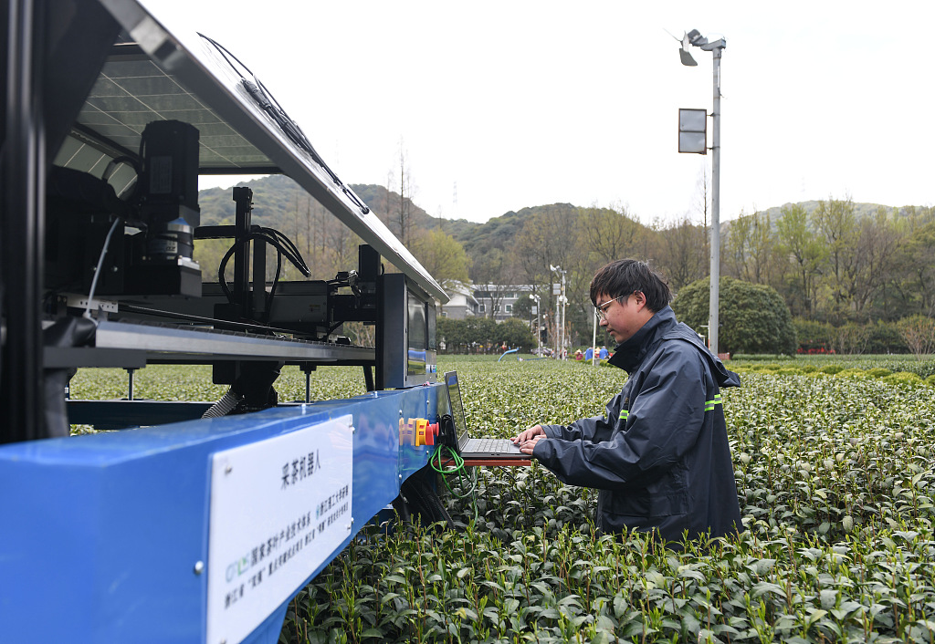 A tech worker is spotted in a tea field setting up a tea-picking robot on March 26, 2024. /CFP