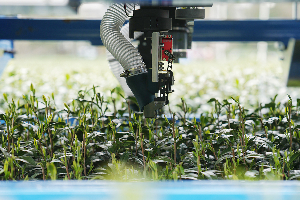 A photo taken on March 26, 2024 shows a robotic arm that can identify the most tender spouts from tea trees, and pick them up without damaging the tree. /CFP