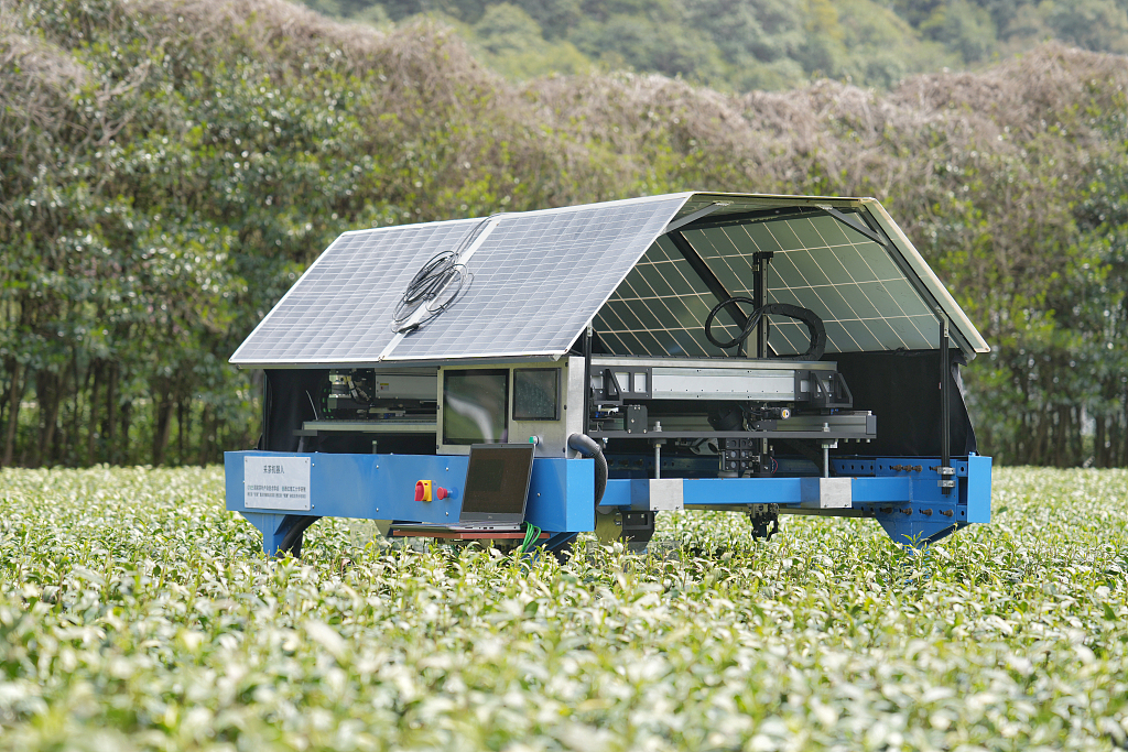 A tea-picking robot works in a tea garden in Hangzhou on March 26, 2024. /CFP