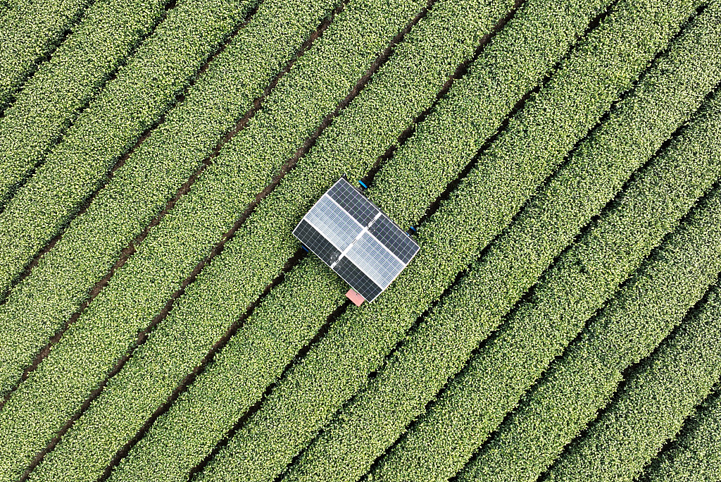 In a Longjing tea garden located in Hangzhou, an intelligent tea-picking robot infused with AI technology is spotted helping with the tea harvest on March 26, 2024. /CFP