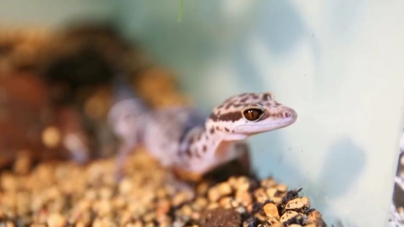 A Zhou's leopard gecko. /CMG
