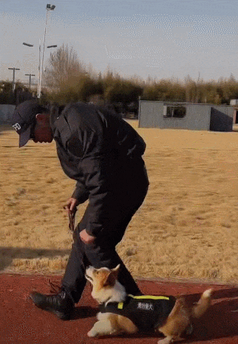 A gif shows Fu Zai wearing a police dog vest in Weifang, east China's Shandong Province. /Weifang Police Dog Base
