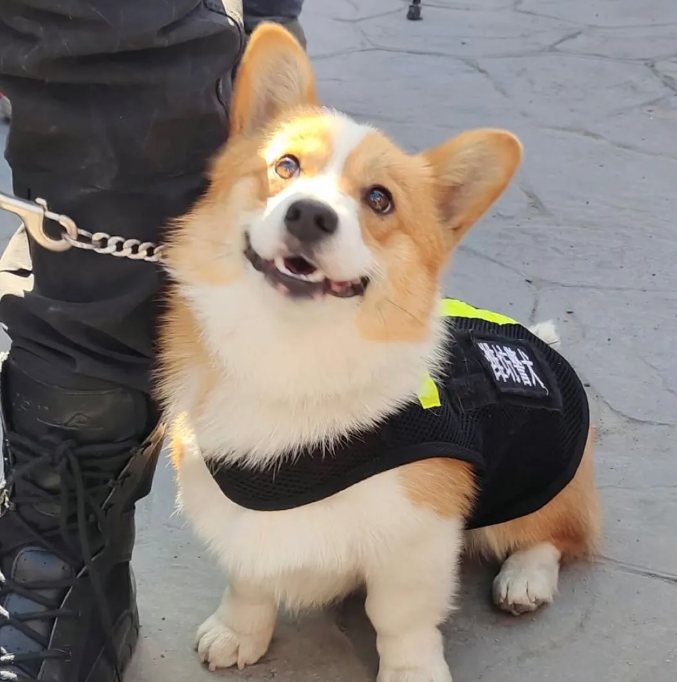A photo shows Fu Zai wearing a police dog vest in Weifang, east China's Shandong Province. /Weifang Police Dog Base