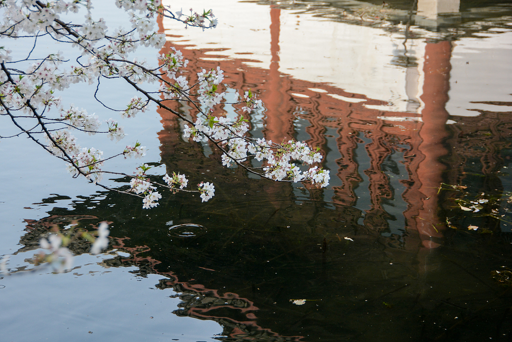 White cherry blossoms are pictured hanging low above water in Hangzhou, Zhejiang Province, on March 27, 2024. /CFP