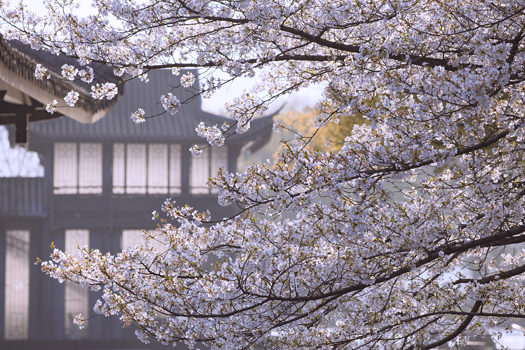 A photo shows cherry blossom trees in full bloom in front of the 