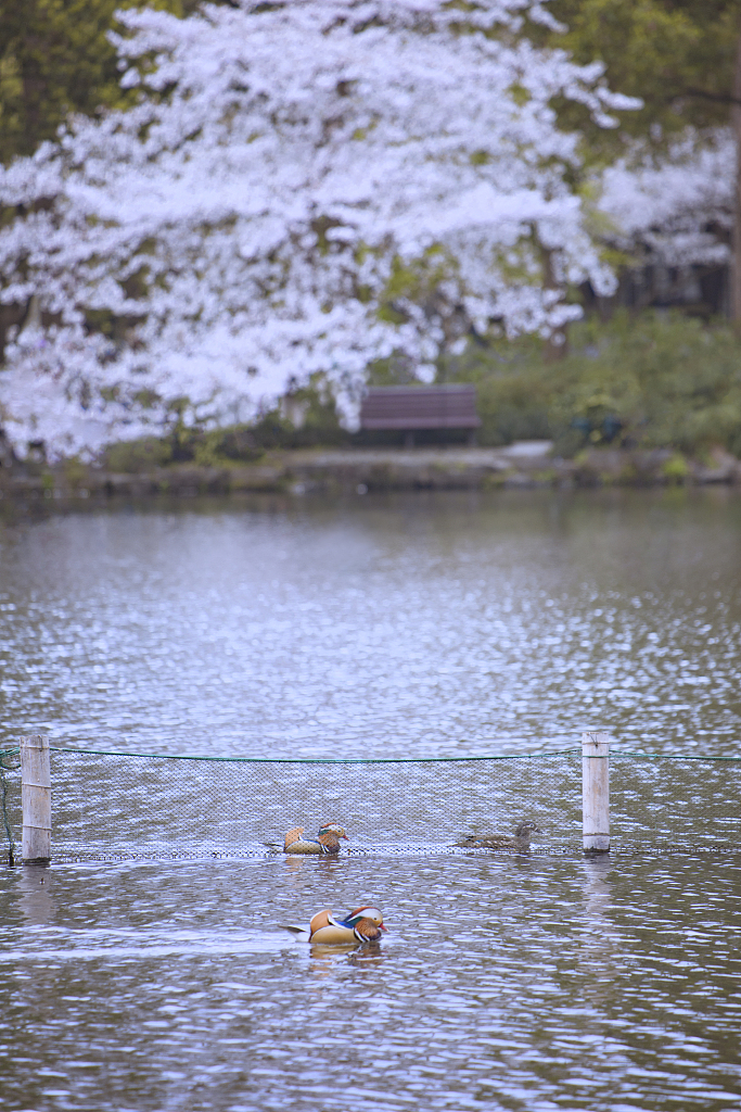 The photo captures ducks swimming in the water under low-hanging cherry blossoms in Hangzhou, Zhejiang Province, on March 26, 2024. /CFP