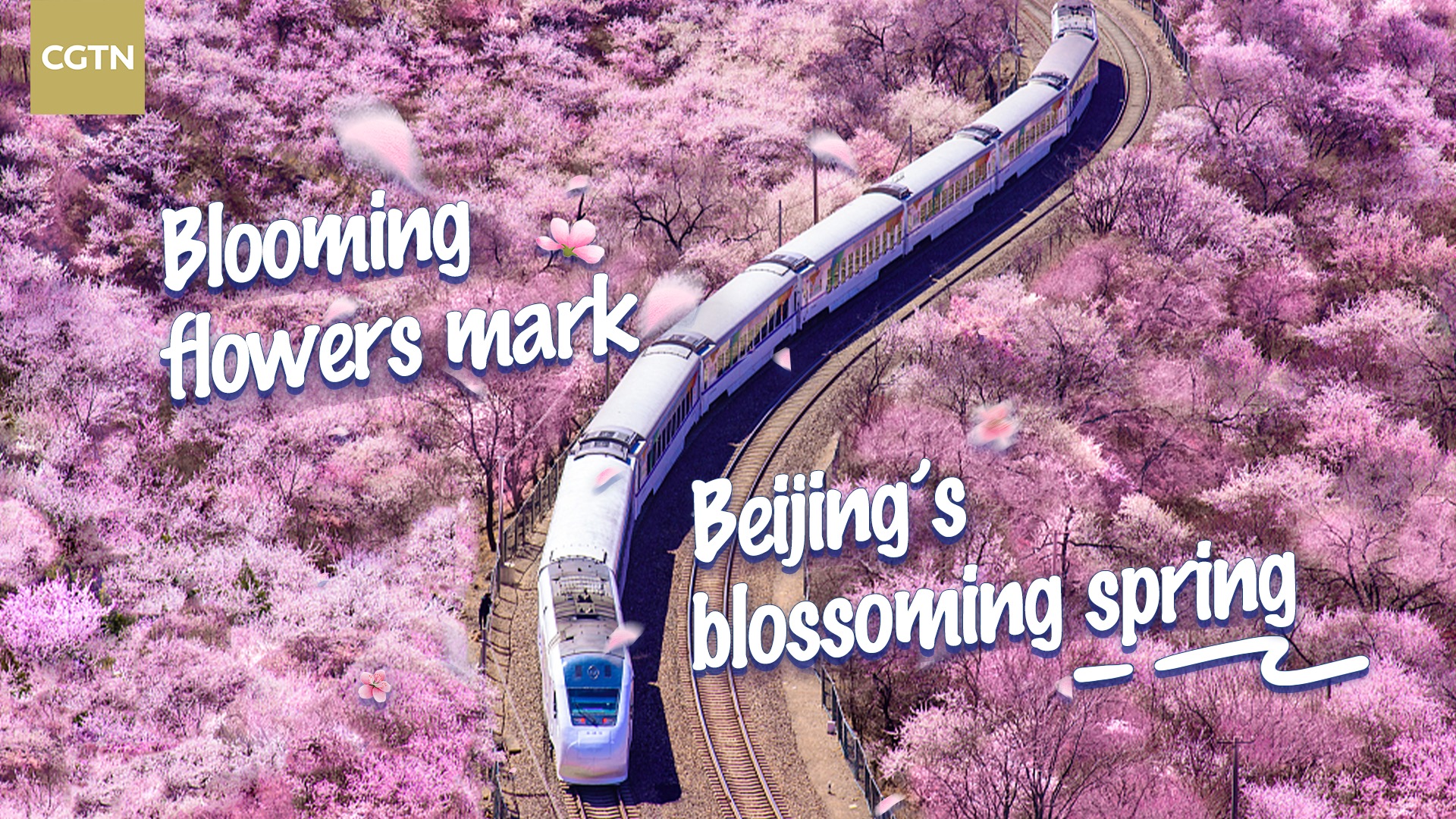 Live: Blooming flowers mark Beijing's blossoming spring