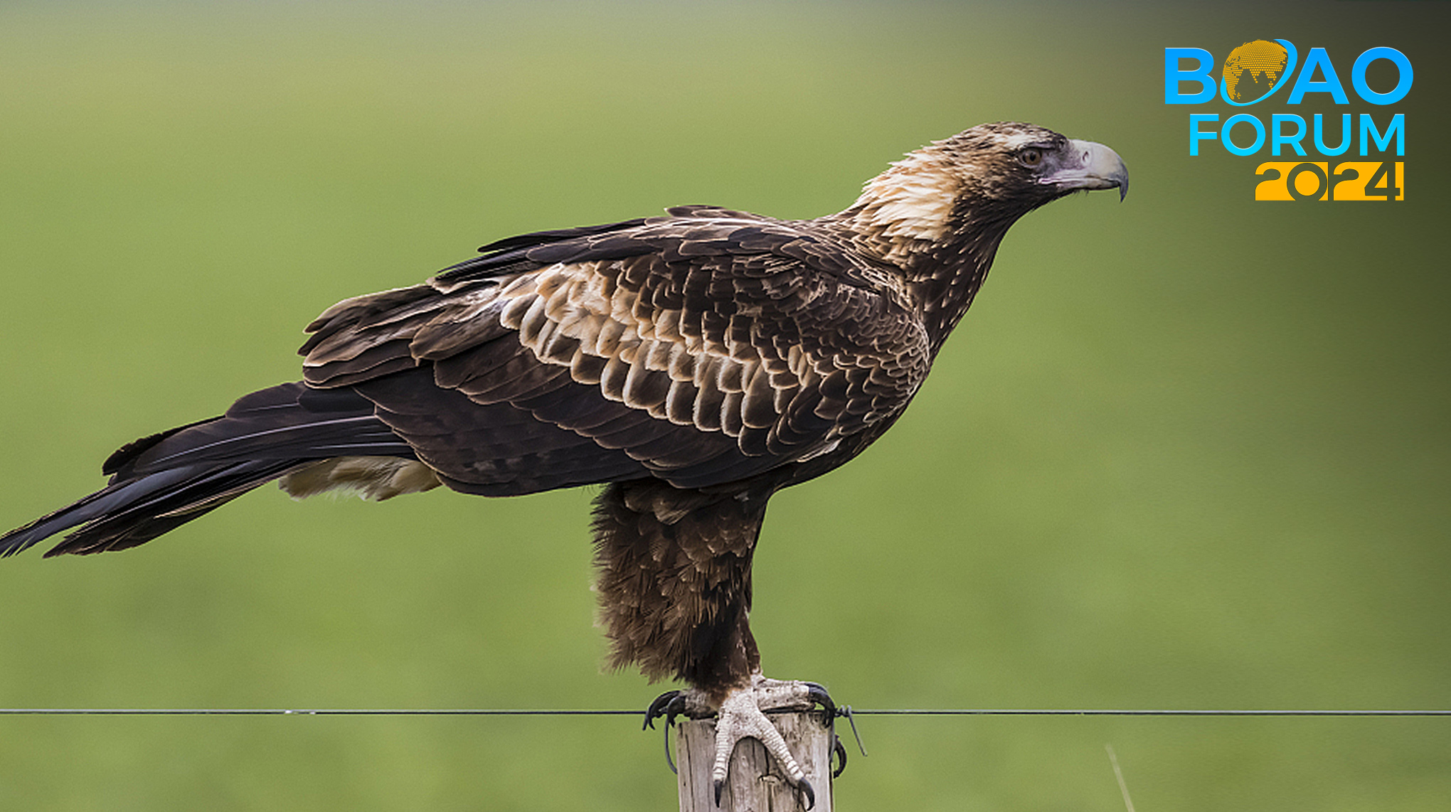 What happens when wind farms meet birds?