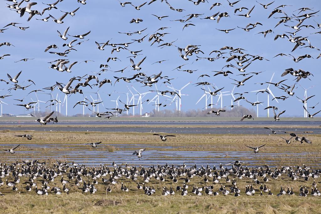 Wind turbines backdrop migrating Barnacle geese on the north coast of the Netherlands. /CFP 
