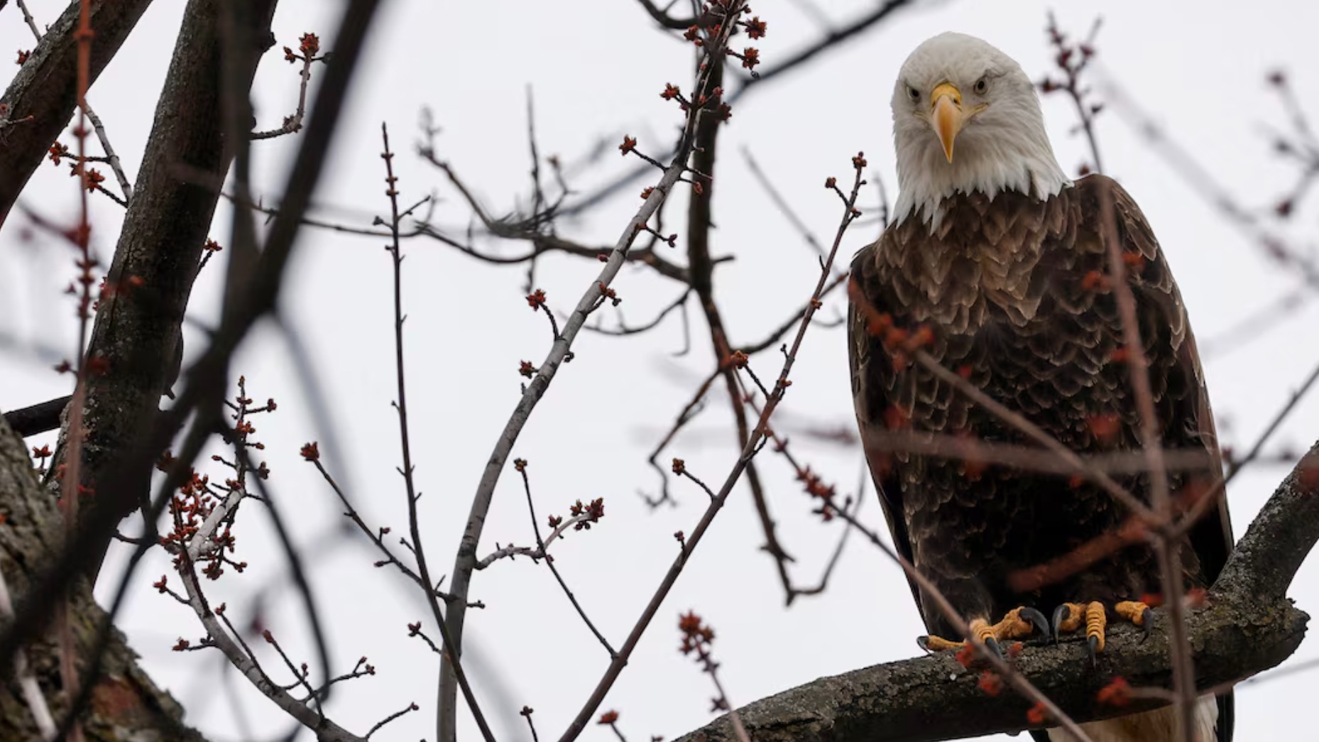 A bald eagle perches on a tree in LeClaire Park in Davenport, Iowa, U.S., March 12, 2023. /Reuters