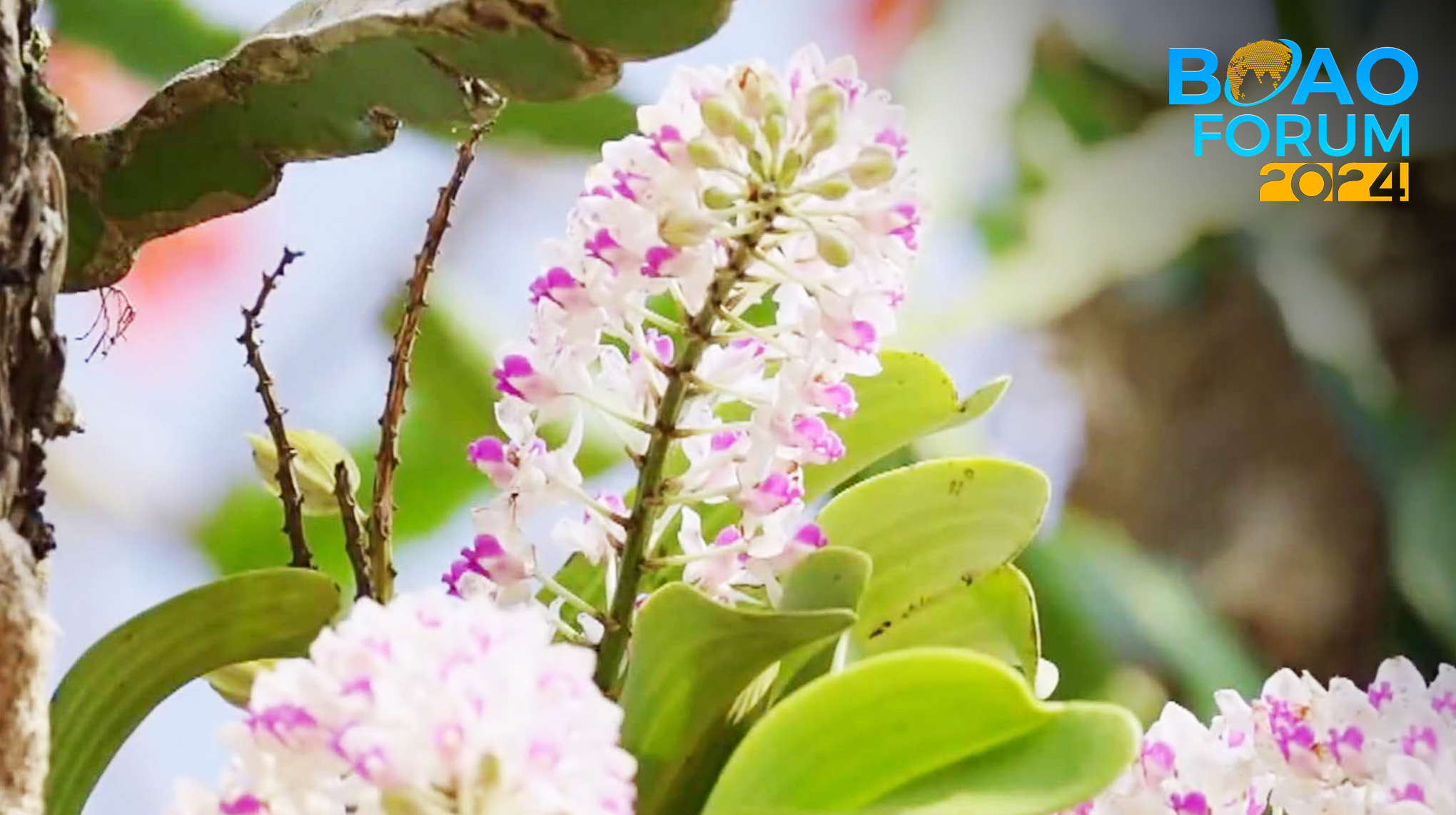 Enchanting Hainan: A plant kingdom