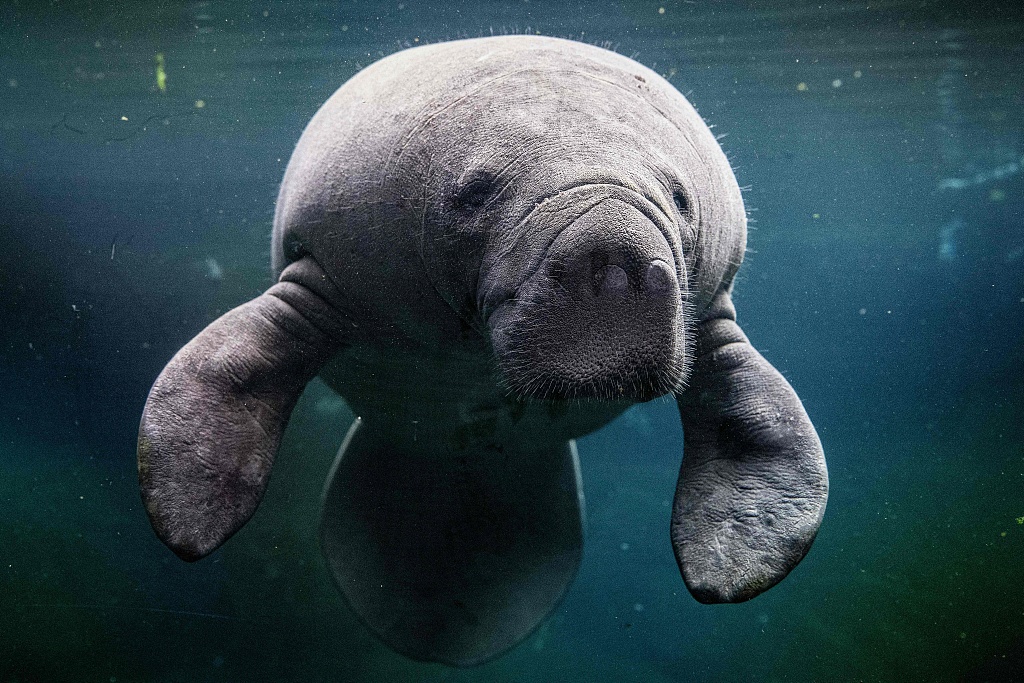 A newly arrived young female manatee cow, named Unai, swims in the manatee tank at the Paris Zoological Park in the Bois de Vincennes in the east of Paris, France, March 26, 2024. /CFP