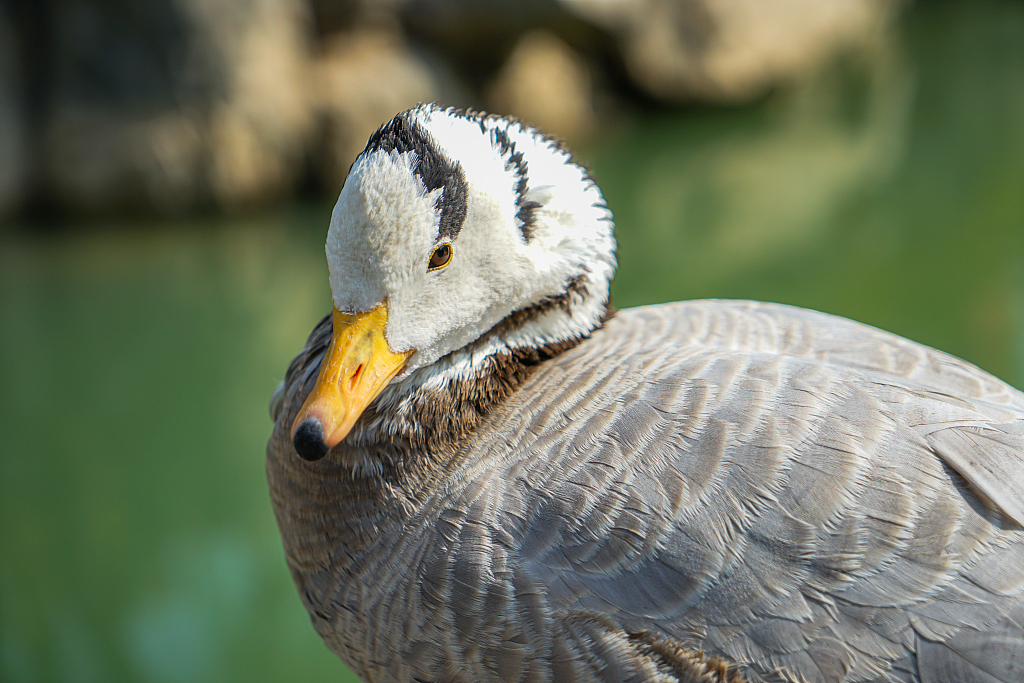 A bar-headed goose. /CFP