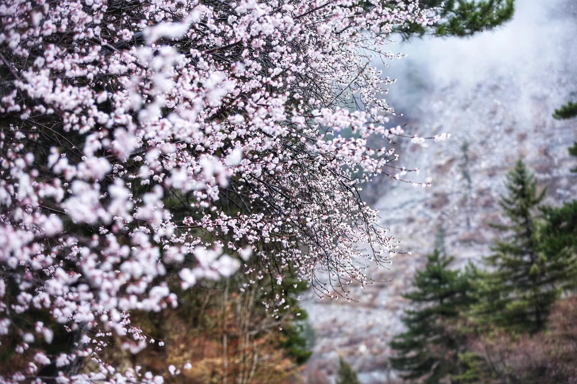 Peach flowers are spotted blossoming in Jiuzhaigou Valley, Sichuan Province. /Photo provided by Liu Langtao
