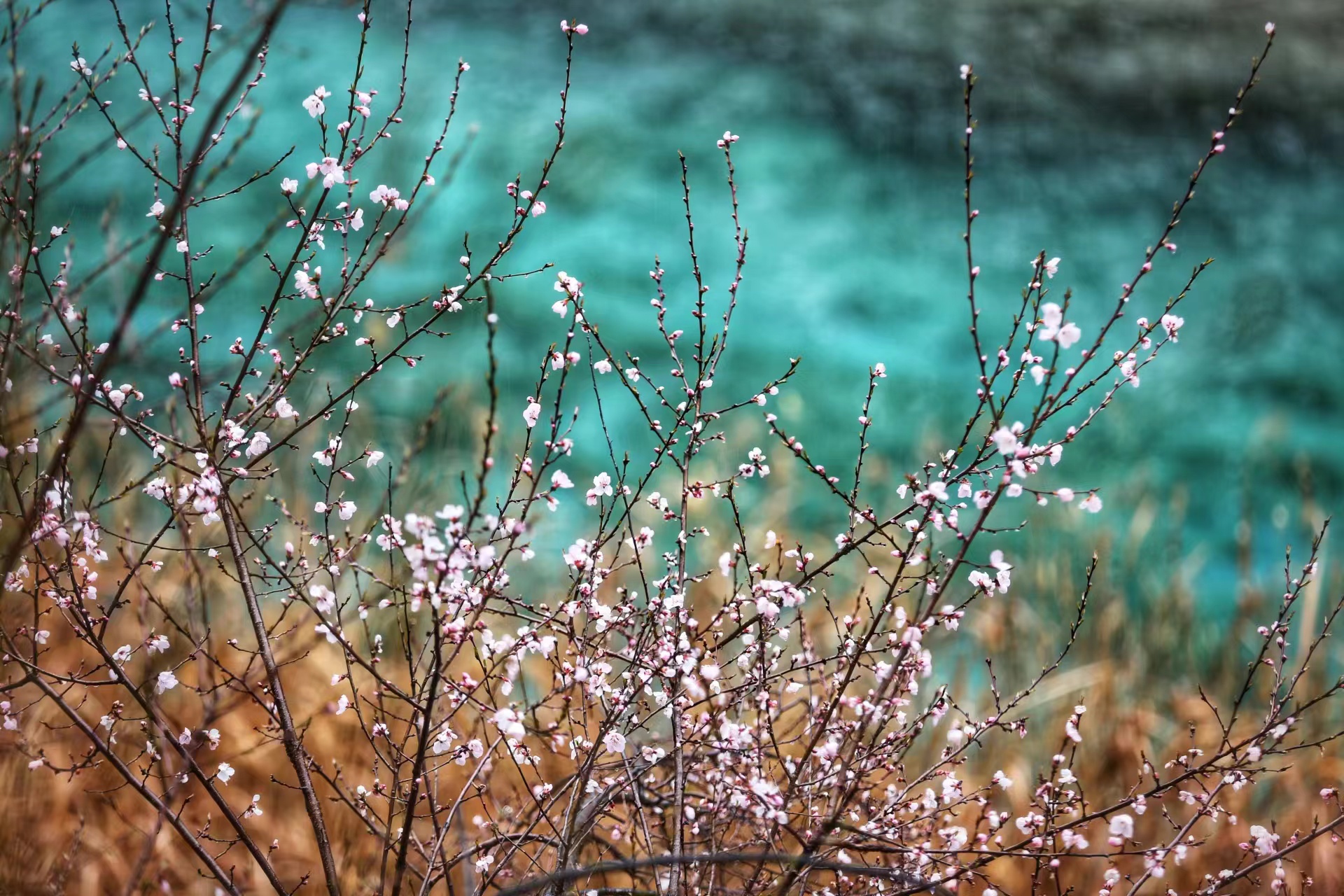 Peach flowers are spotted blossoming in Jiuzhaigou Valley, Sichuan Province. /Photo provided by Liu Langtao