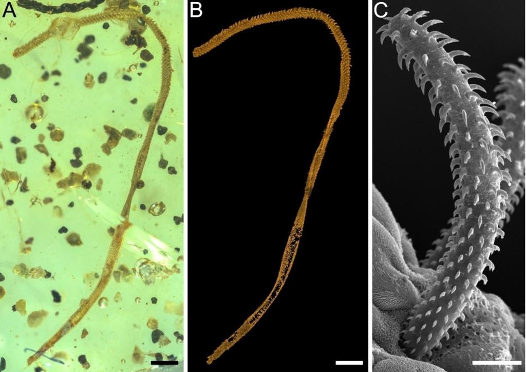 (Left to right) The microscope image, micro-computed tomography and electron microscope of the tapeworm body fossil in a Kachin amber. /CMG