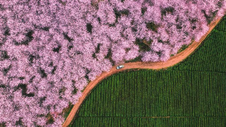 Live: Captivating beauty of spring around China – Ep. 8 - CGTN