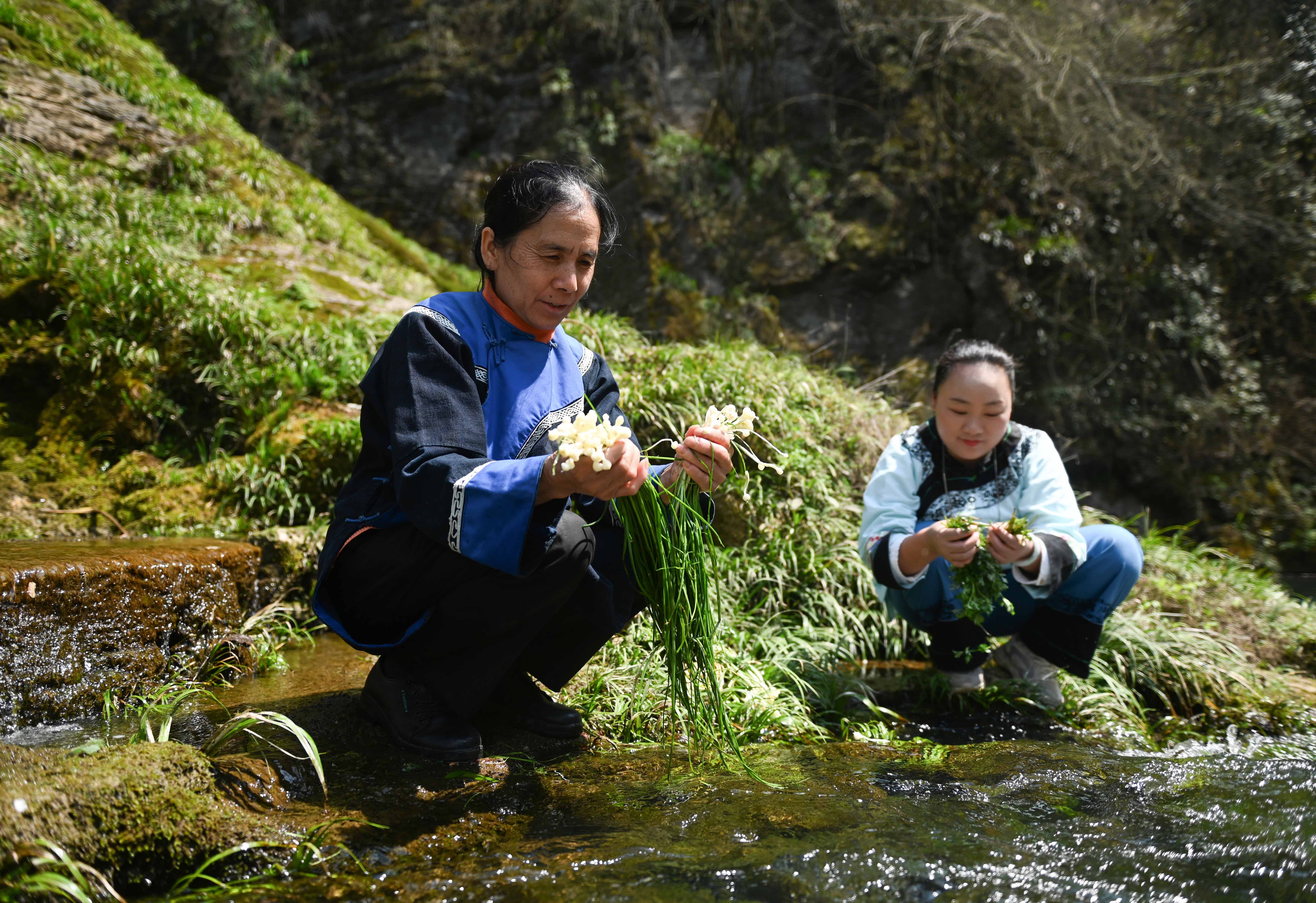 Locals wash wild vegetables in stream water in Songtao Miao Autonomous County, Guizhou Province on March 24, 2024. /Photo provide to CGTN 