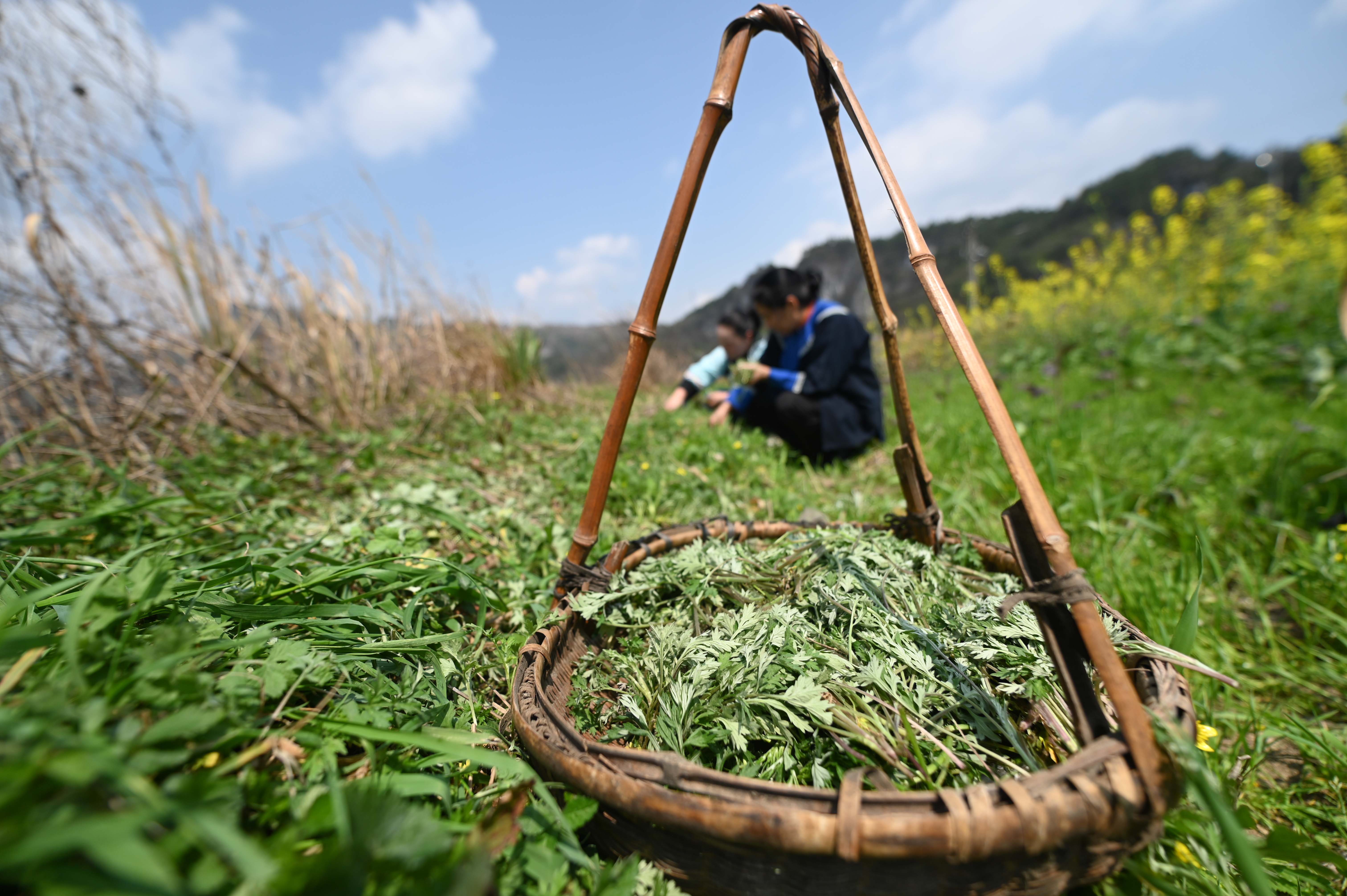 Locals gather wild vegetables in Songtao Miao Autonomous County, Guizhou Province on March 24, 2024. /Photo provide to CGTN 