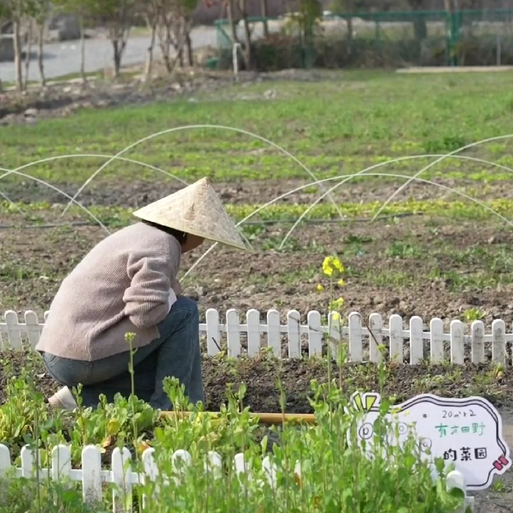 Shared gardens gain popularity in China - CGTN