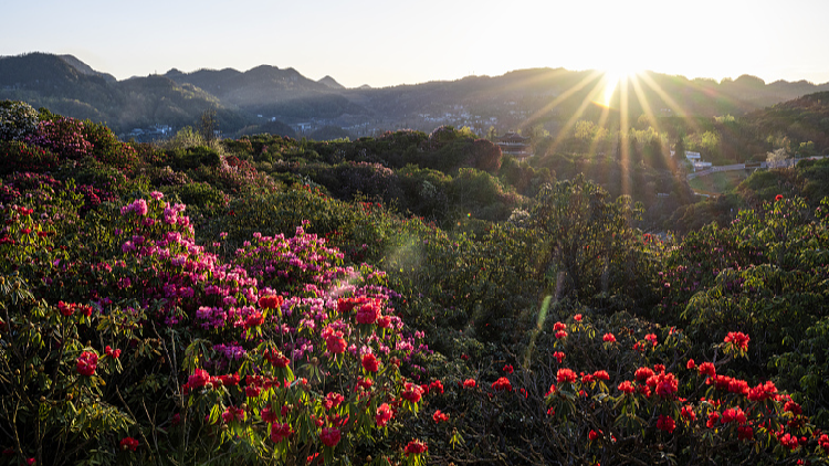 World's largest natural azalea garden showcases flowery splendor