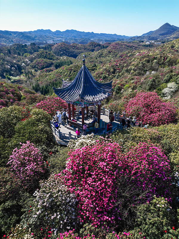 People flock to visit the Baili Azalea Nature Reserve in Bijie, Guizhou Province, March 25, 2024. /CFP