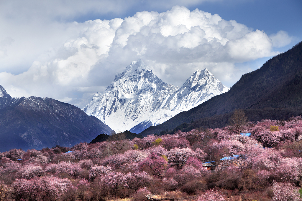 Peach blossoms in Nyingchi, southwest China's Xizang Autonomous Region. /CFP
