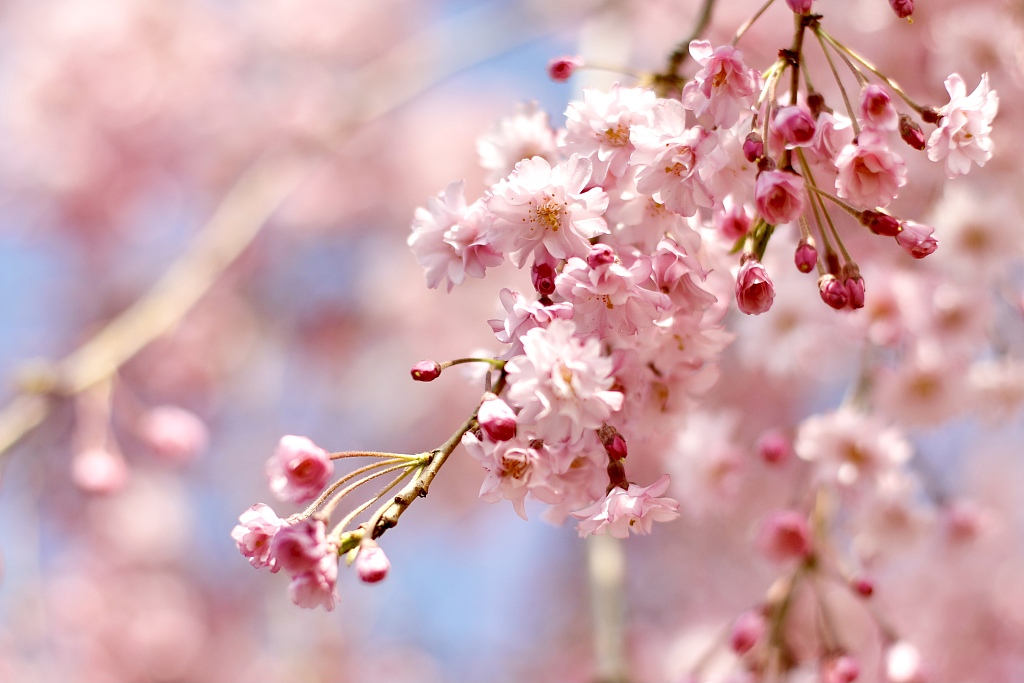 Cherry blossoms. /CFP
