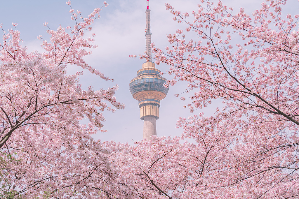 Cherry blossoms in Yuyuantan Park in Beijing. /CFP