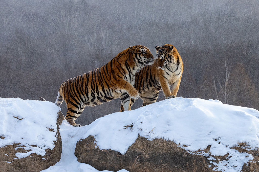 Siberian Tigers at Hengdaohezi Siberian Tiger Park in Mudanjiang City, Heilongjiang Province, January 7, 2024. /CFP