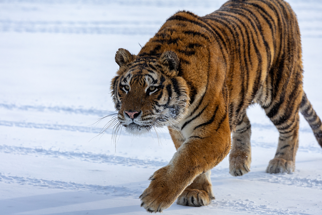 A Siberian Tiger at Hengdaohezi Siberian Tiger Park in Mudanjiang City, northeast China's Heilongjiang Province, January 7, 2024. /CFP
