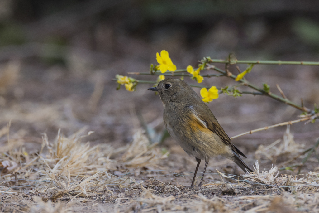 A red-flanked bluetail rests in Tongzhou District, Beijing, April 1. /CFP