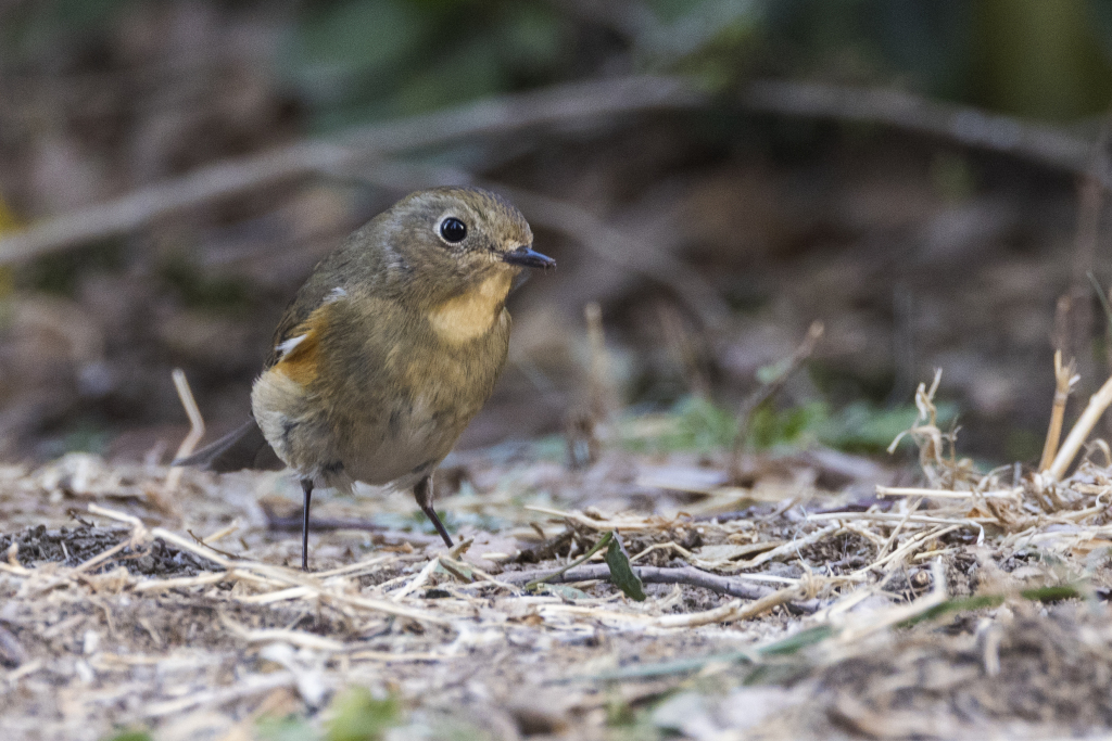 A red-flanked bluetail seeks food in Tongzhou District, Beijing, April 1. /CFP