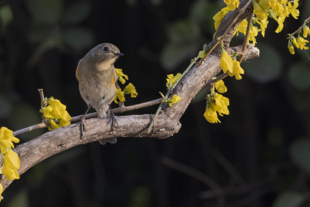 A red-flanked bluetail perches in Tongzhou District, Beijing, April 1. /CFP