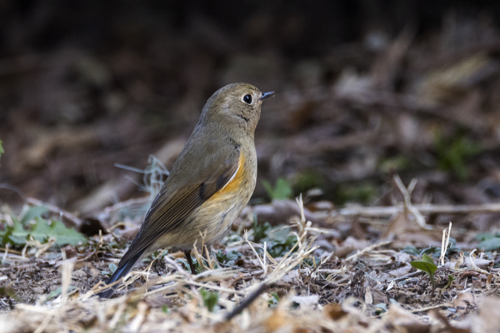 A red-flanked bluetail seeks food in Tongzhou District, Beijing, April 1. /CFP