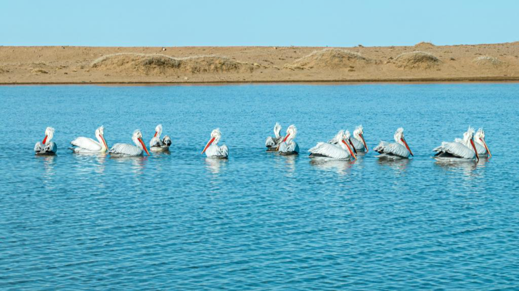 The Dalmatian pelicans rest on the water at the Urad Grassland in north China's Inner Mongolia Autonomous Region, April 1, 2024. /CFP