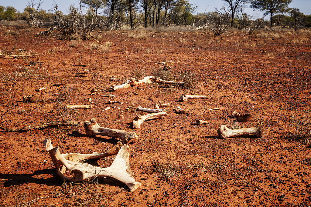 Drought in Queensland, Australia. /CFP