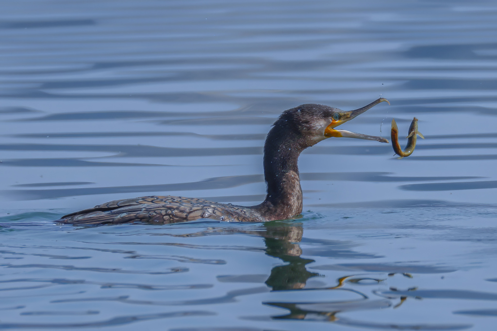 A cormorant teases its prey on Dingxiang Lake in Shenyang City, Liaoning Province, NE China, April 3rd, 2024. /CFP