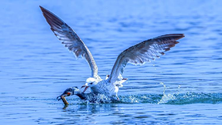 Cormorants vs. gulls on NE China lake - CGTN