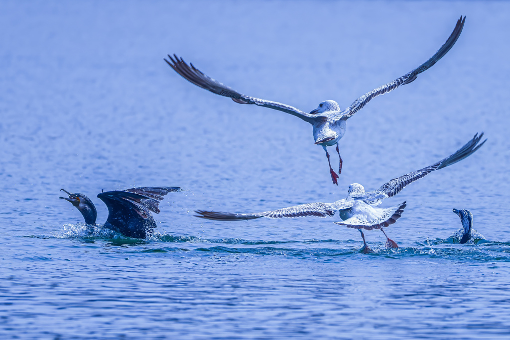 Cormorants and gulls fight over food on Dingxiang Lake in Shenyang City, Liaoning Province, NE China, April 3rd, 2024. /CFP